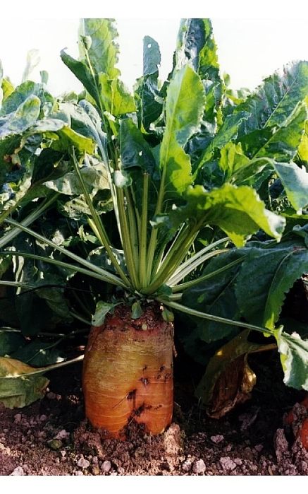 Домашній кормовий буряк