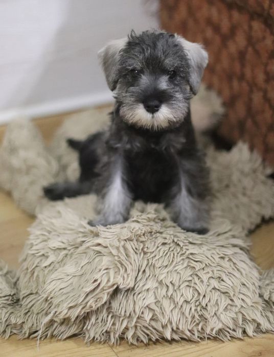 Веселі перчинки підросли