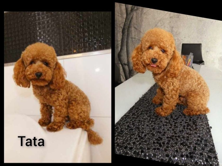 Maltipoo piesek miniaturka