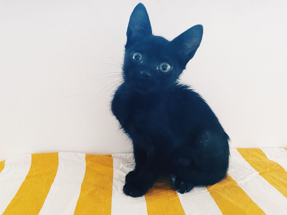 Gatinho bebe de 2 meses para adoção