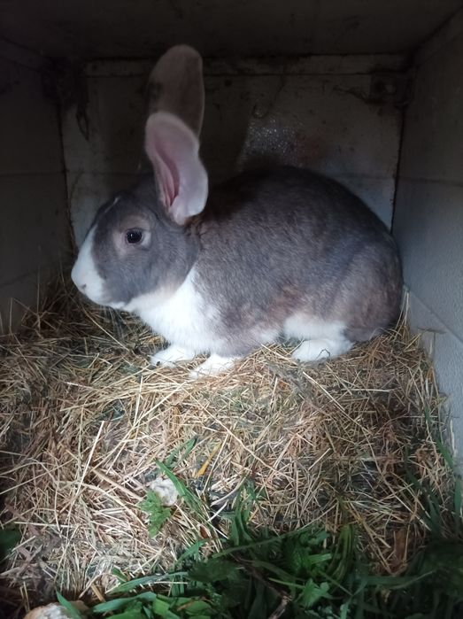 Królik,króliki,Samiec,Samica