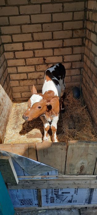 Продам теличку с. Чорнобаївка