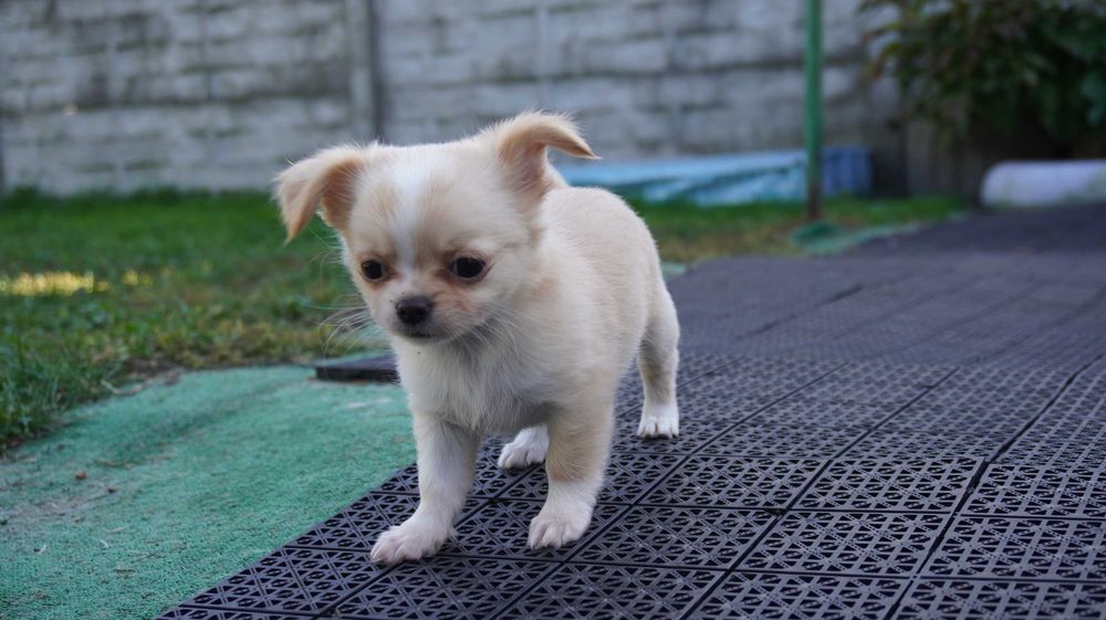 Słodka sunia z noskiem czekoladowym - Chihuahua dł. - ZKwP/FCI