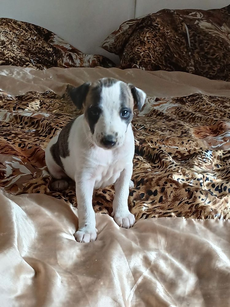 Chart Angielski Whippet śliczna suczka