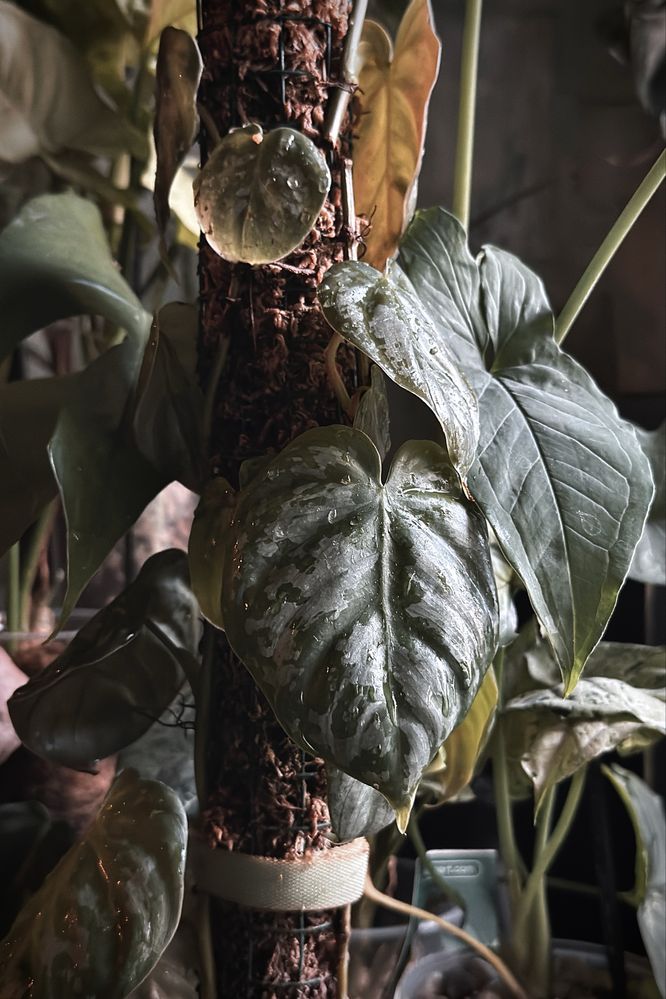 Philodendron brandtianum - drobnolistny Filodendron, srebrzysty splash