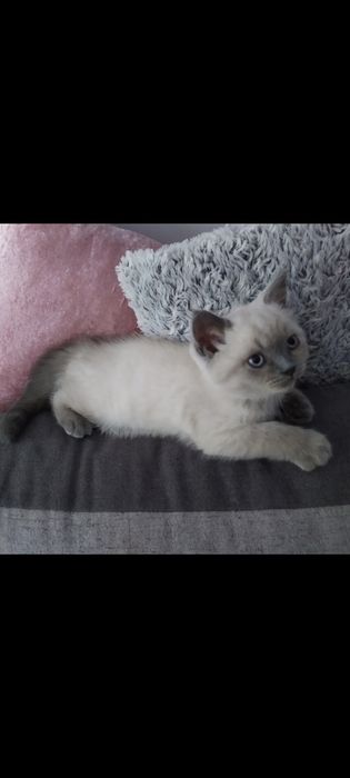 Piękny kotek brytyjski