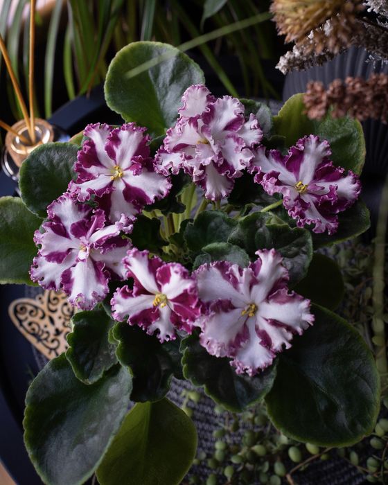 Квітуча фіалка химера ЛЕ-Взбитые Сливки