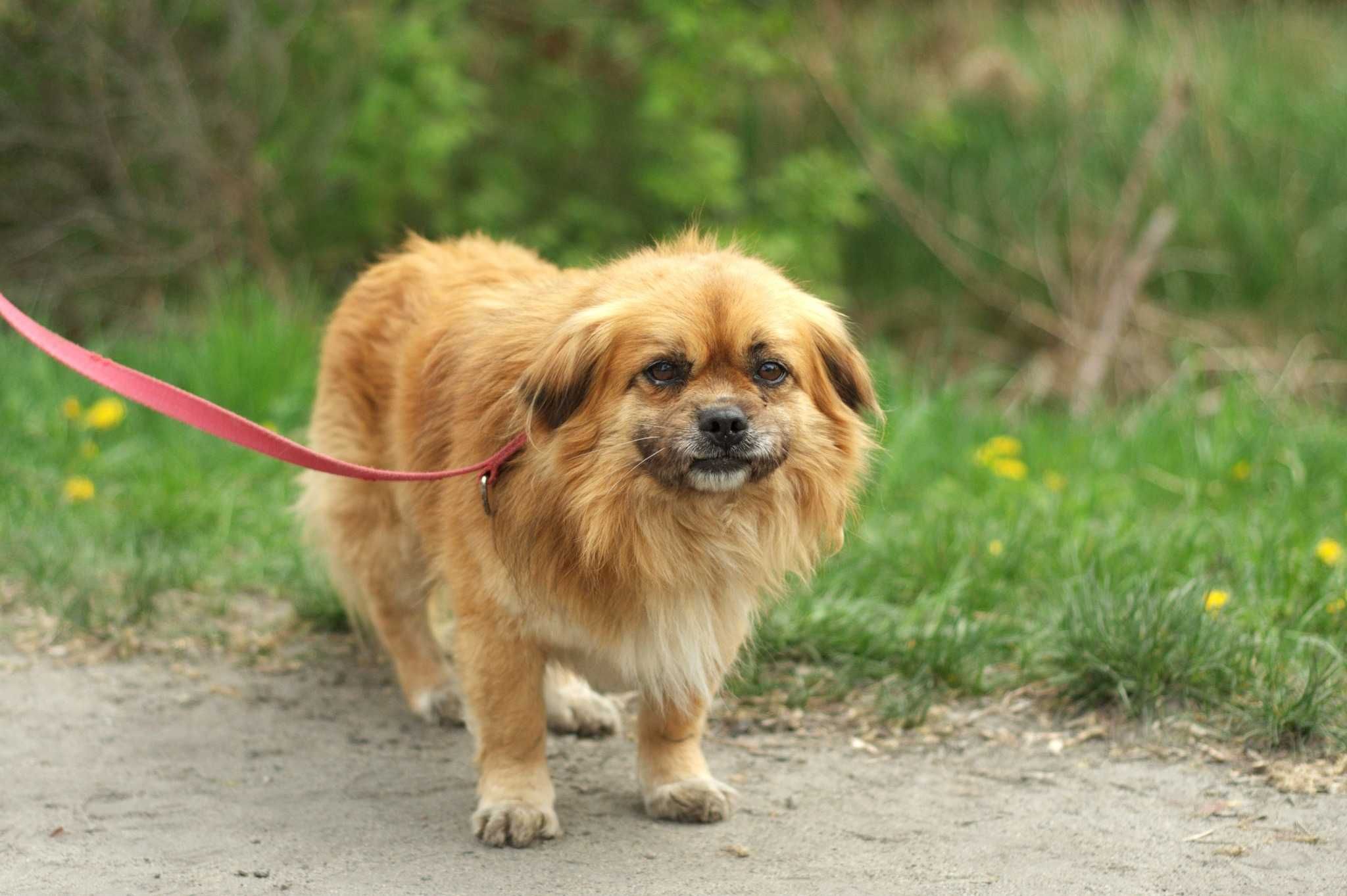 SZORTI - psiak w typie Pekińczyka/Spaniela tybetańskiego do adopcji