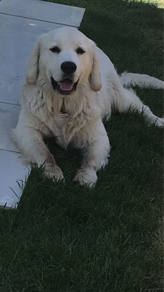 Reproduktor Golden Retriever
