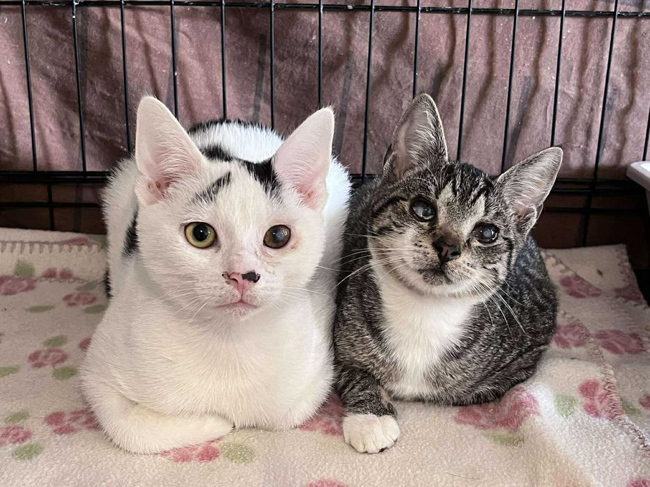 Na zawsze pozostaną bezdomne bo są brzydkie? :(