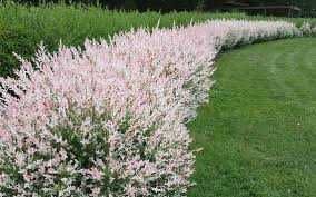 WIERZBA HAKURO sadzonki 5 zł/ szt NA PŁOTKI