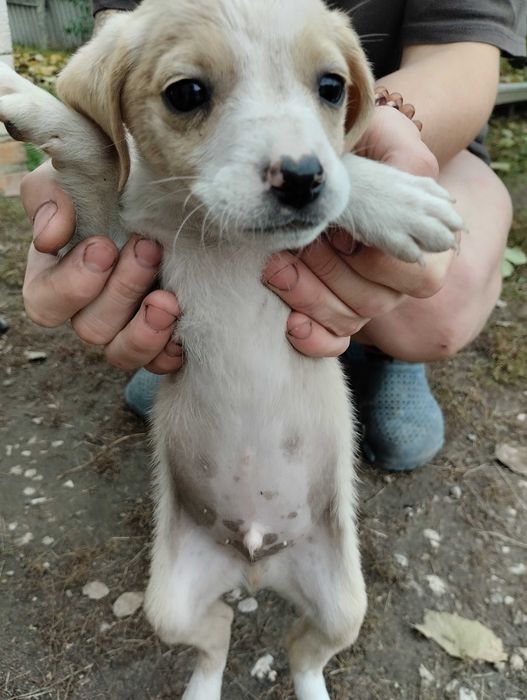 Маленькі Щенята шукають дім