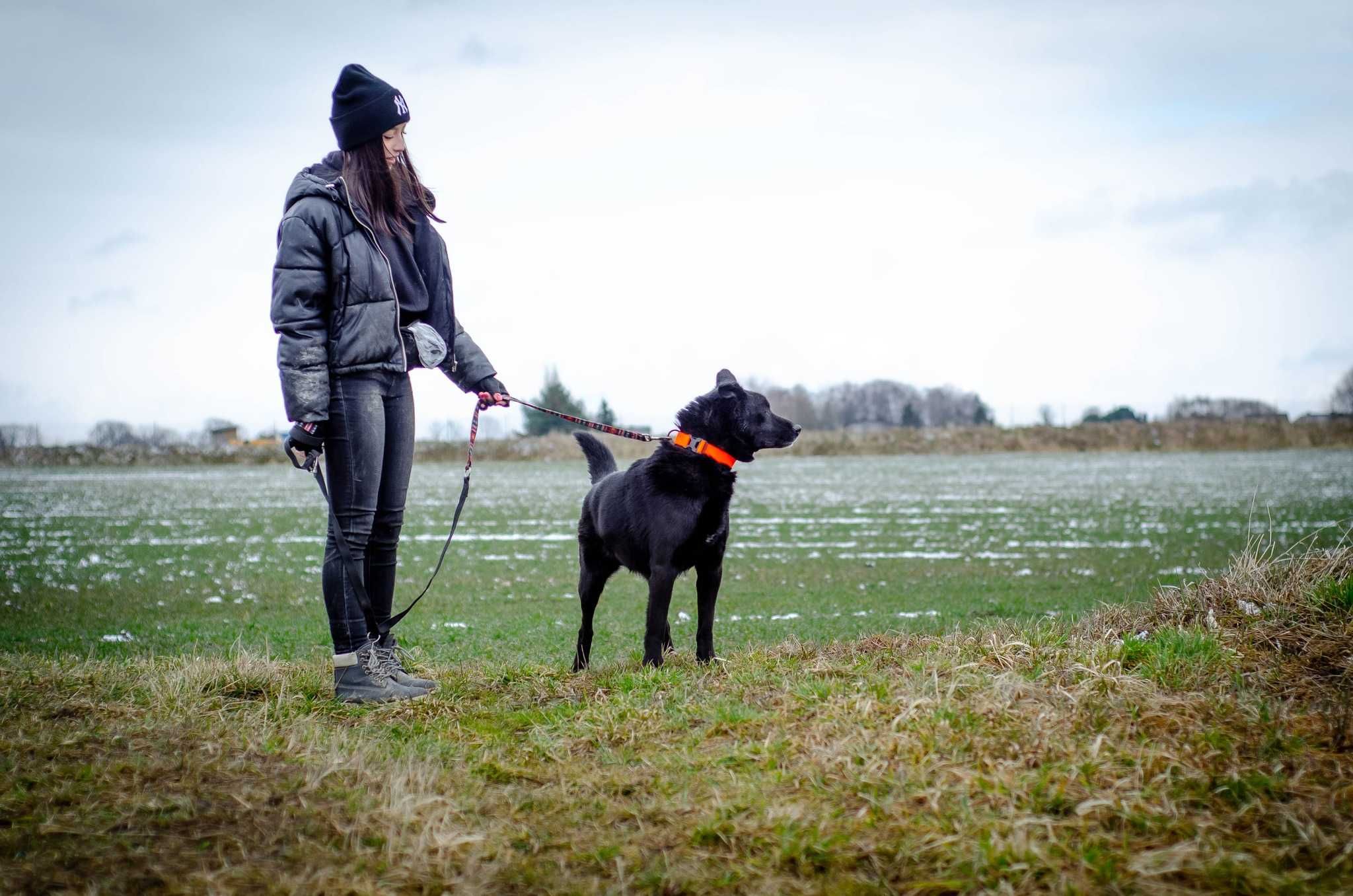 Zeus - boski psiak szuka nowej rodziny ADOPCJA