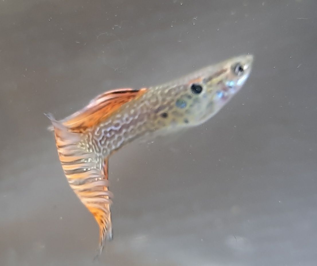 Casal Guppy red lace delta