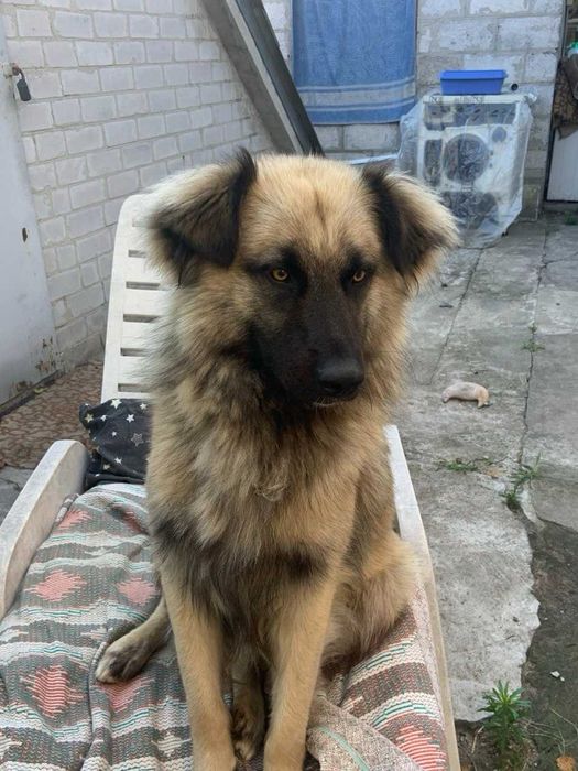 розшук собаки,пропав пес