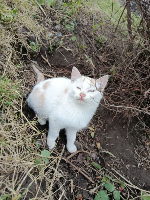 Котик 3 місяці шукає сім'ю