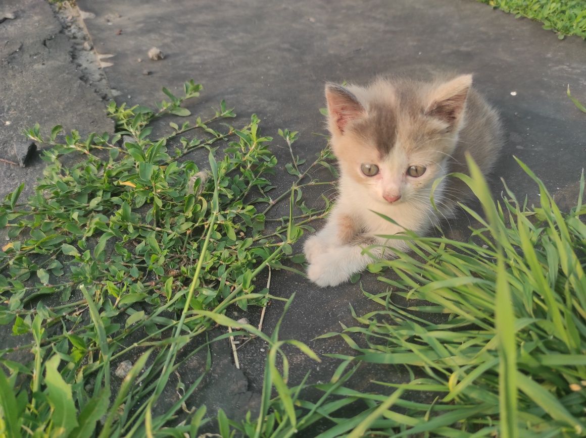 Котики в добрi руки