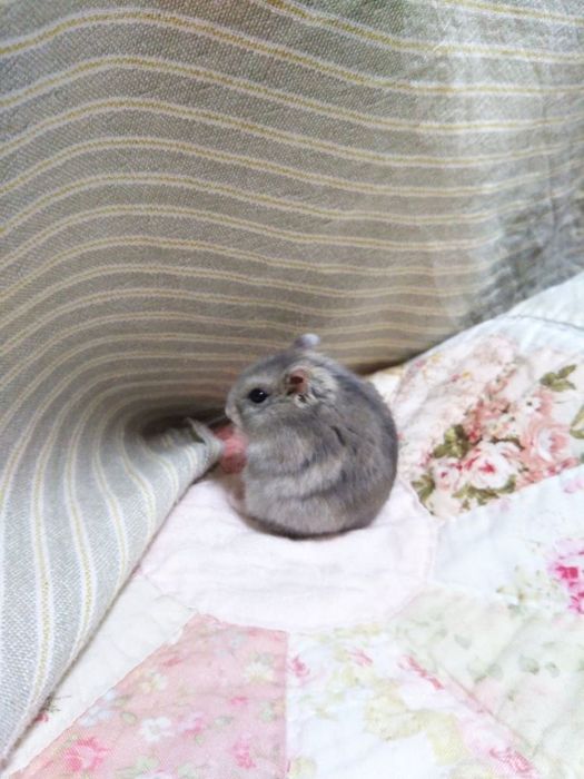 Хомячки Джунгарские мини хомячки