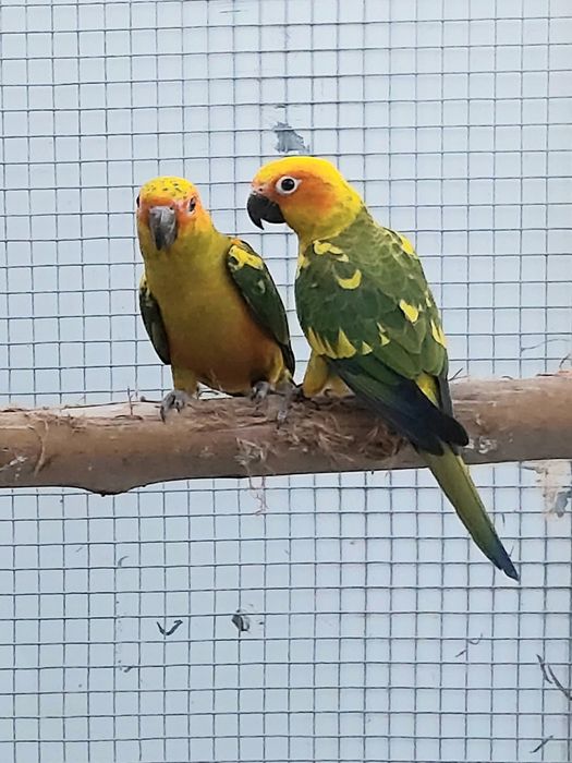 Aratingas sol  de 2025