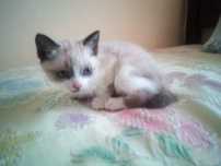 Gata para adoção