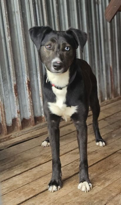 Piesek do adopcji