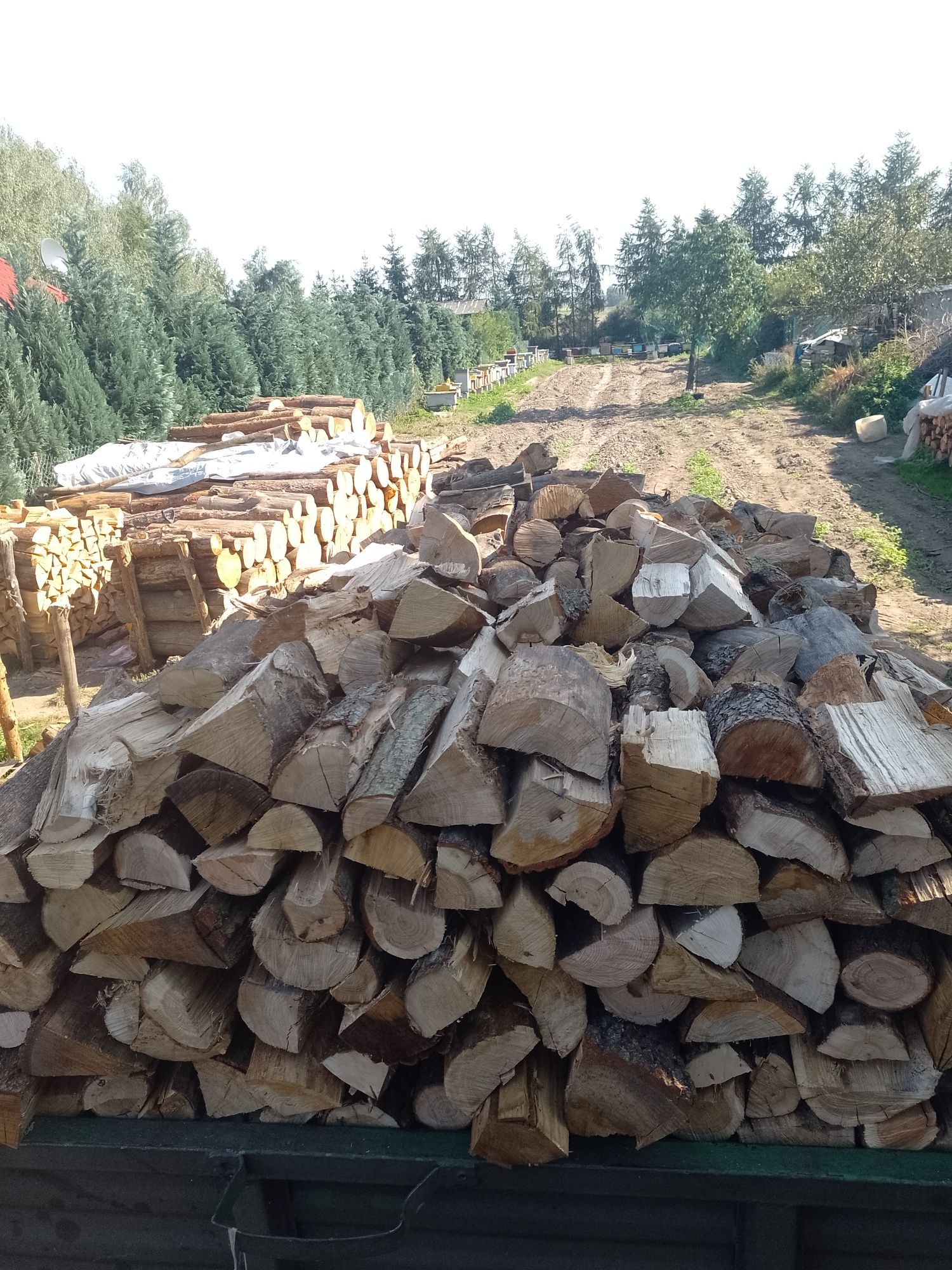 Drewno sosna sucha cena za metr łupanego drewna