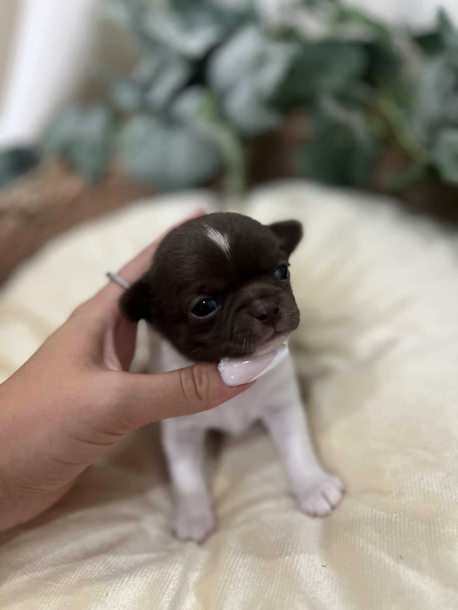 Chihuahua krótkowłosa - wyjątkowa suczka