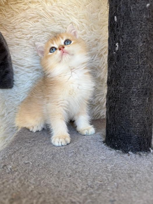 Macho British golden shorthair