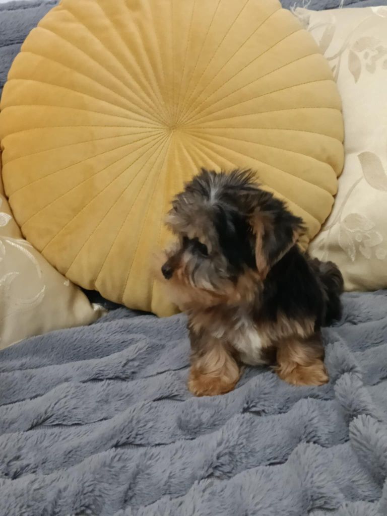Yorkshire terrier choco merle