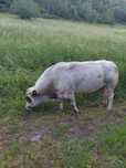 Buhaj Piemontese