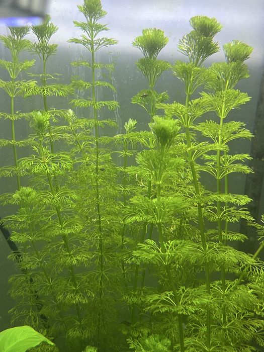 Limnophila sessiliflora