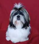 Shih tzu - rodowodowe