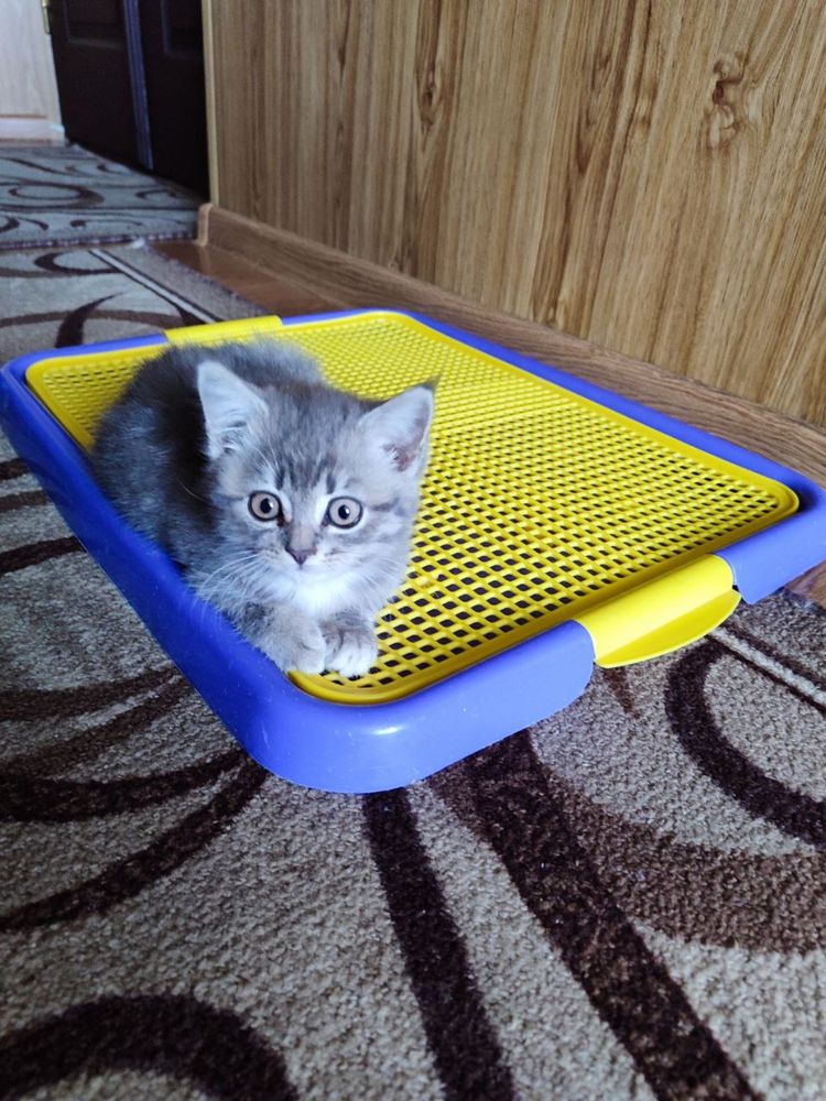 Кошеня дівчинка 1,5 місяці