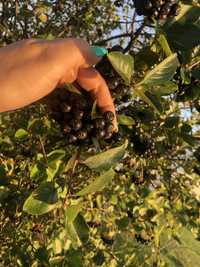 ARONIA ekologiczna z własnego ogrodu 6 zł/kg