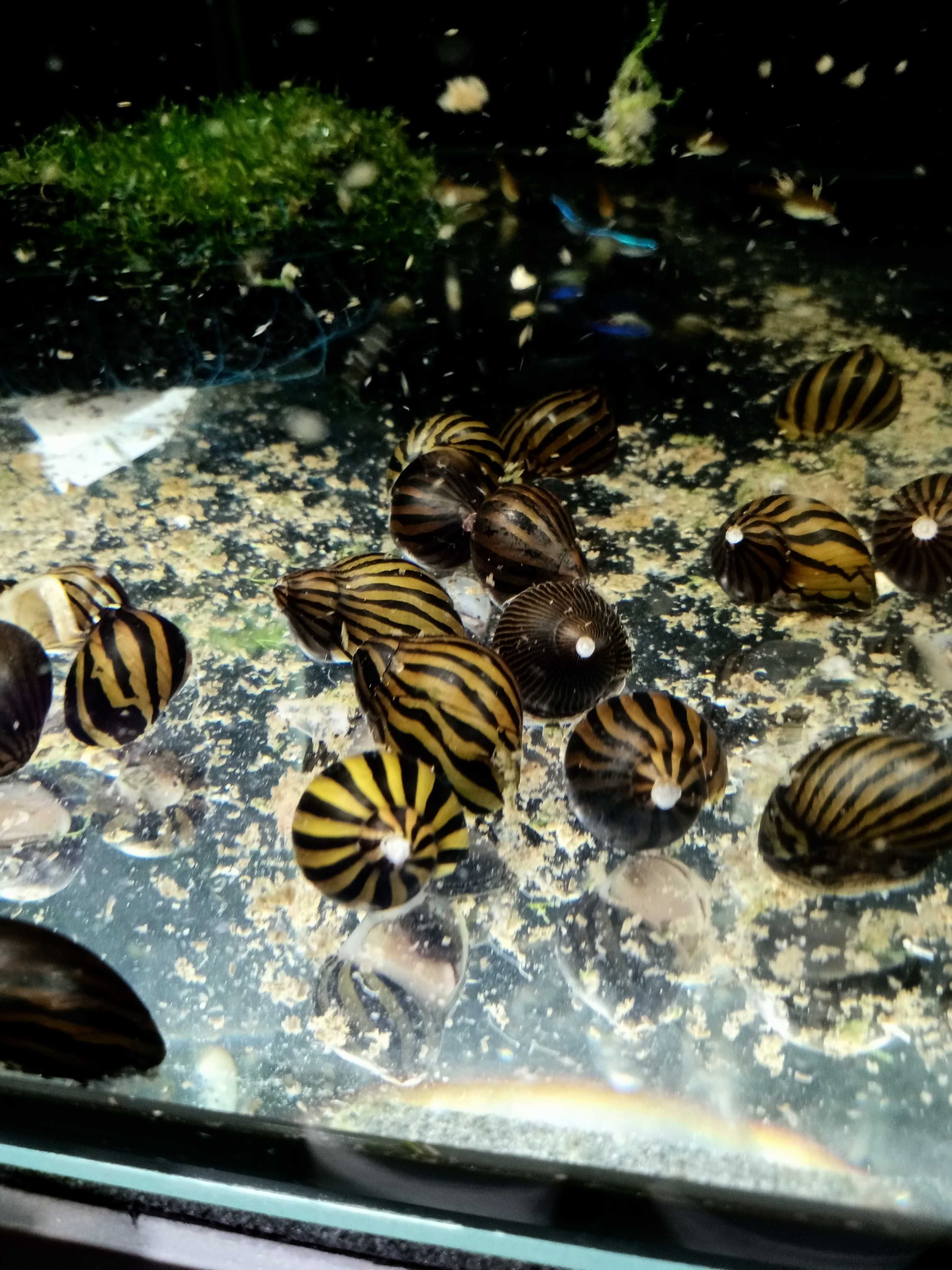 Ślimak Zebra - Tina Zoo Gliwice Jasna