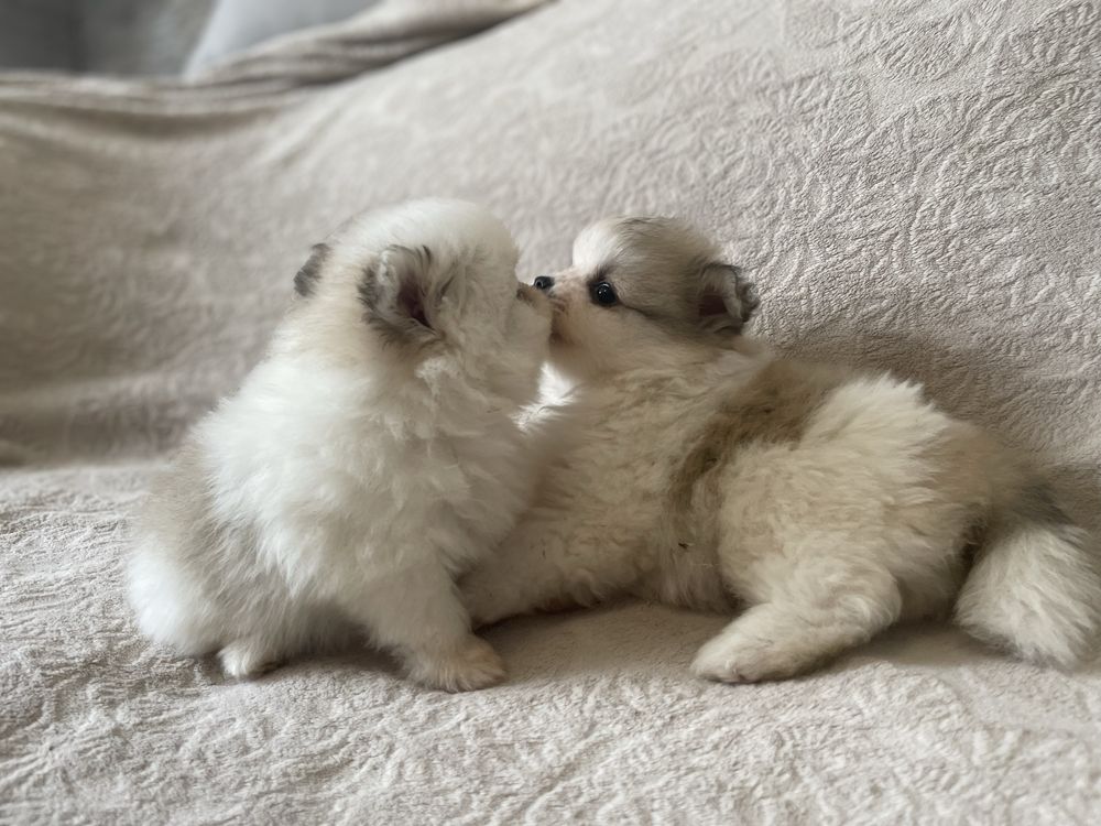 Pomeranian szczeniaki suczki mini