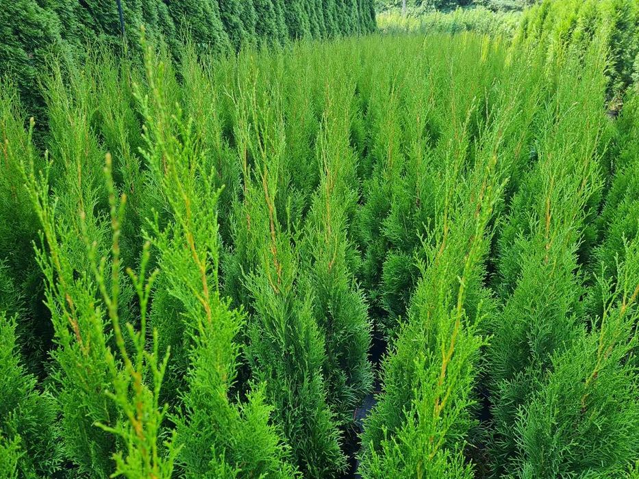 Tuja Szmaragd Szmaragdowa Tuje Szmaragdy 90CM Wys hodowane w doniczce