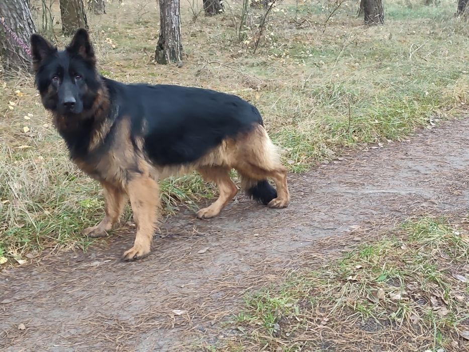 Owczarek niemiecki długowłosy suczka