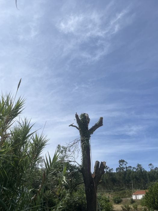 Trabalhos florestais- desbastes- desmatamento- abate de arvores