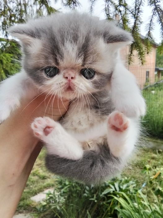 Екзотична короткошерста