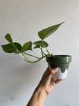 Golden Pothos - planta jiboia em vaso terracota decorado