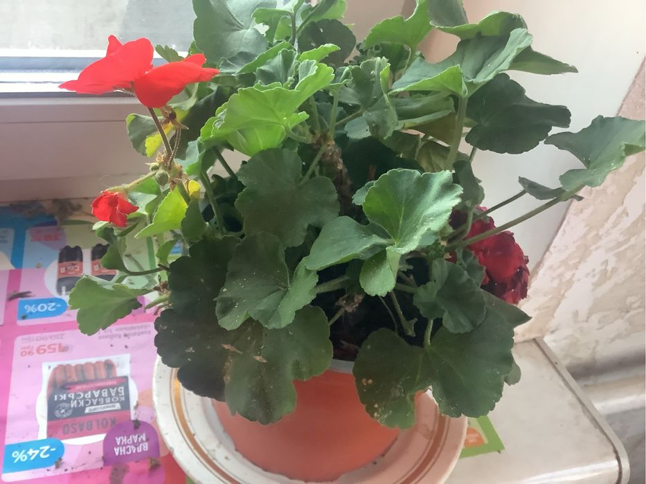 Герань —  цветок, г. Измаил