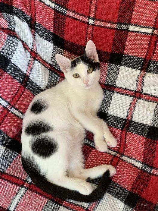 Котик кіт кошеня хлопчик чорно-білий шукає дім родину сім'ю