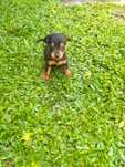 Pinscher mini fêmea linda