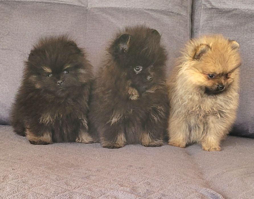 Szpic miniaturowy-chłopiec I dziewczynka