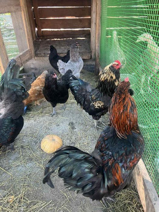 Інкубаційні яйця Амераукана