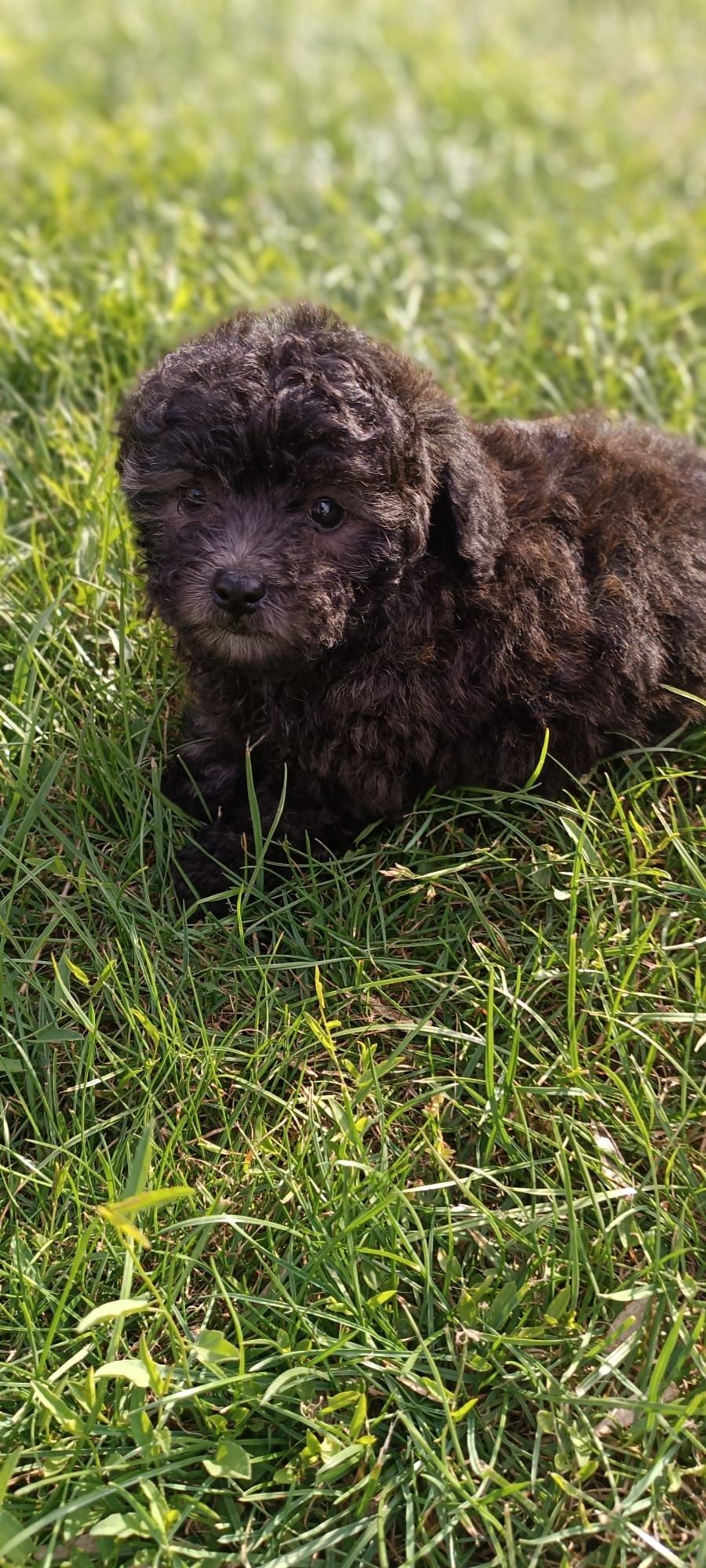 SShihpoo piesek F1B gotowy do odbioru