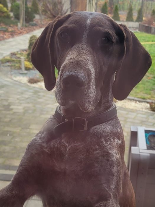 Pieski, szczeniaki wyżeł