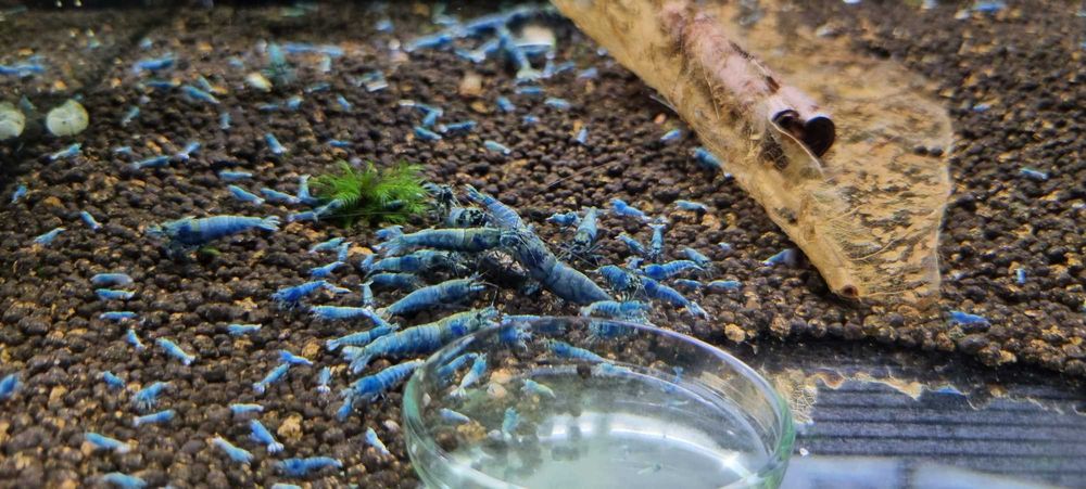 Krewetki Taiwan Deep Blue Bolt