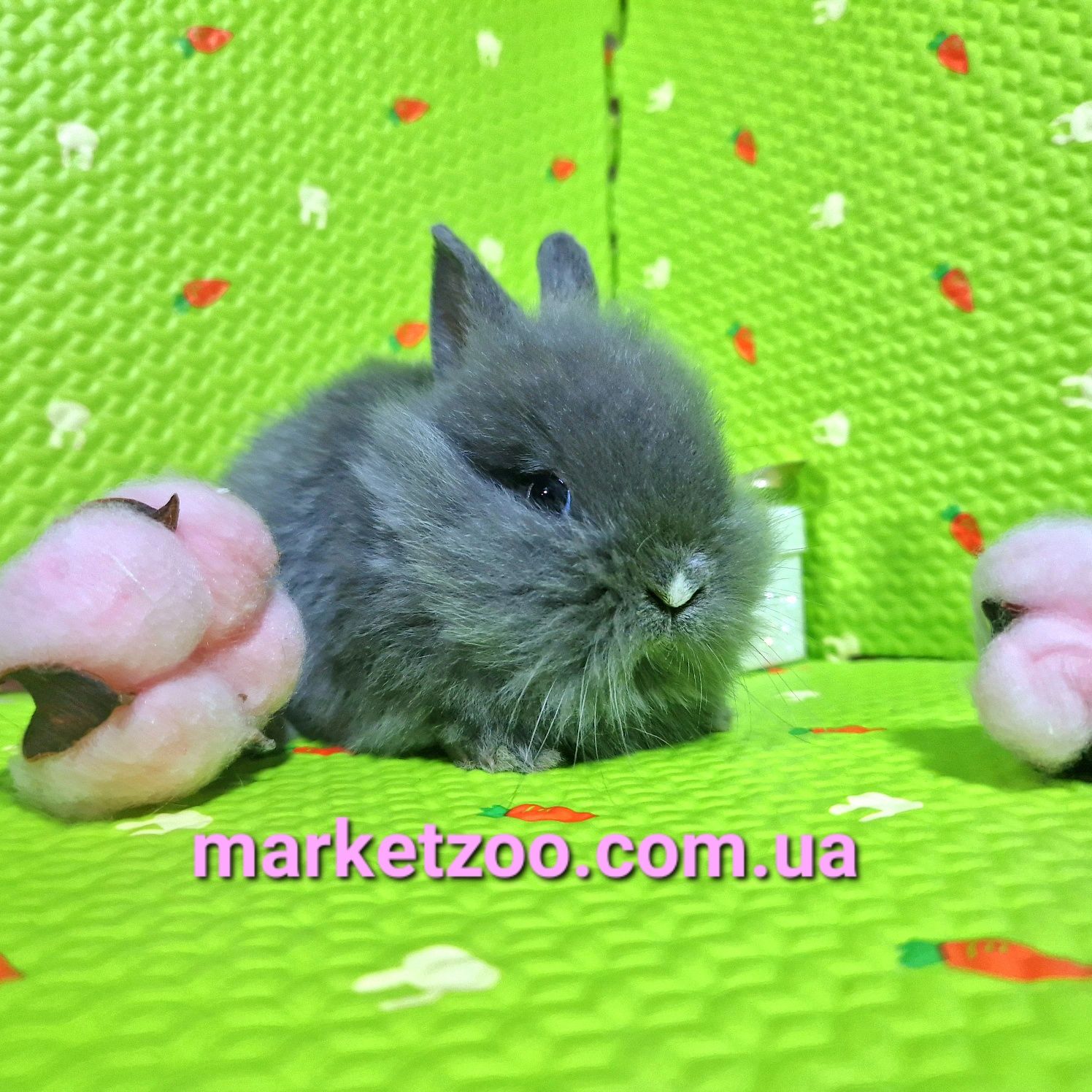 Мініатюрний блакитний кролик левоголової породи!!!